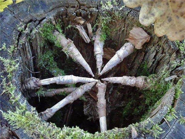 Угадайте что за жуть