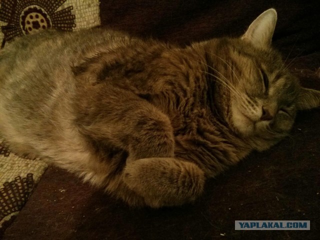 Котовторник 15.12.2015