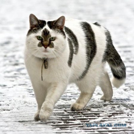 Картинки из сети