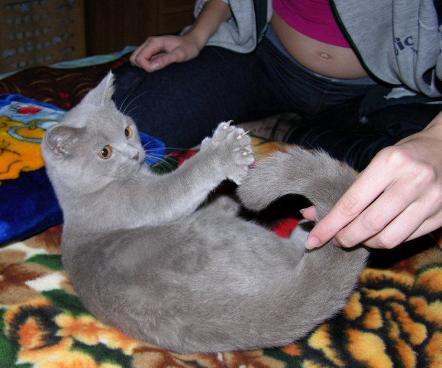 Коты, кошки, котята