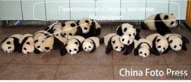 Все о МЕДВЕДЯХ