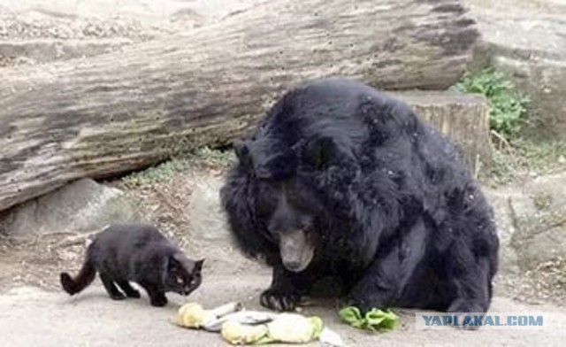 Котовторник 12.04