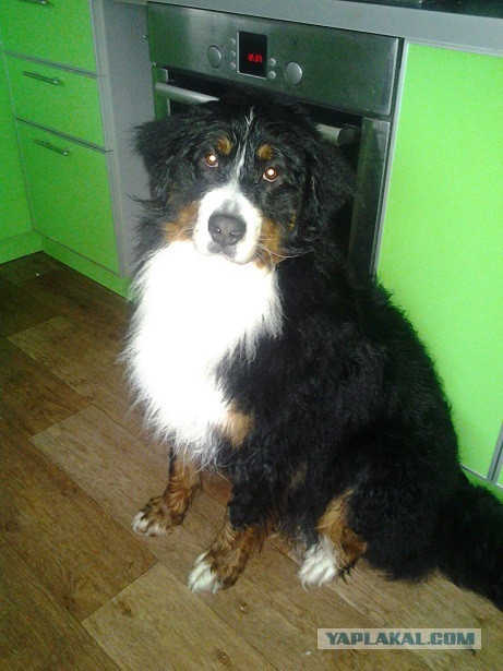 Собака пропала