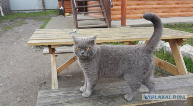 Наши котики брутальнее!