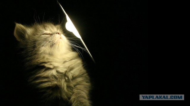 Ищу кота с лампой