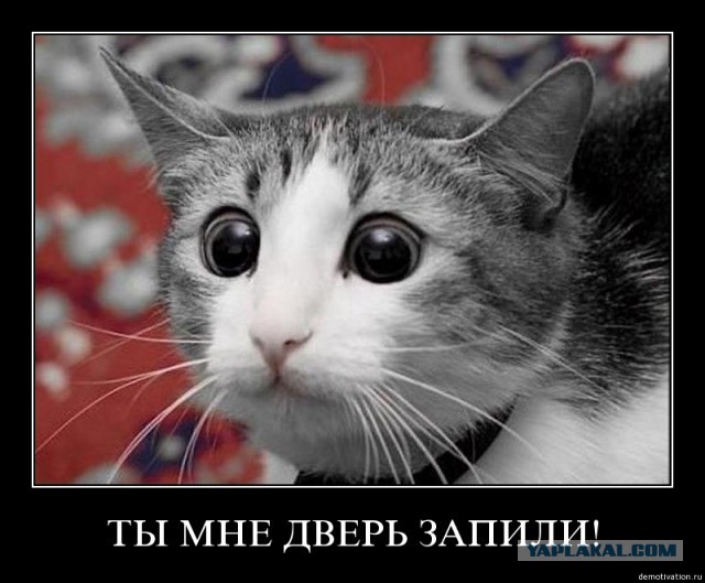 На диетку бы...