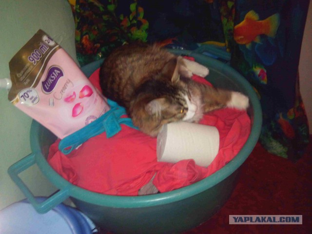 Котовторник 27.09.16