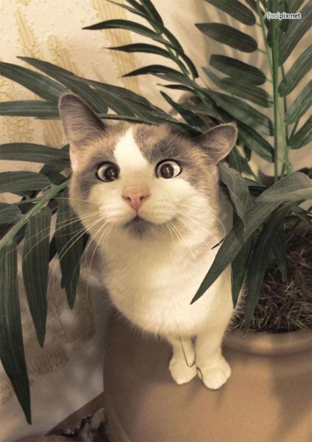 Косоглазые котики