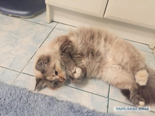 Котовторник 01.11.2016 г.