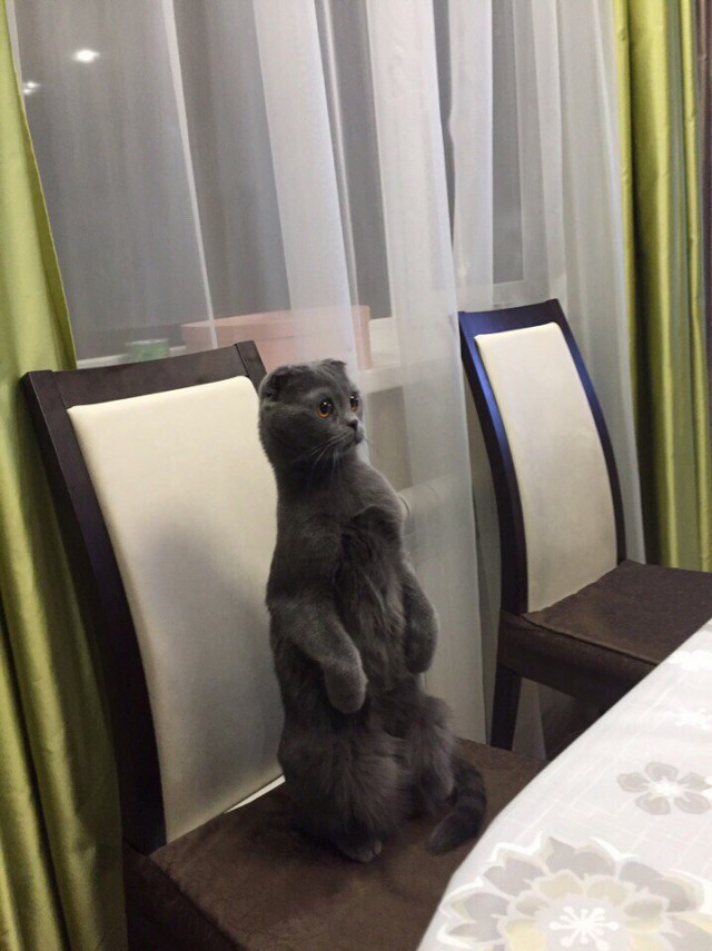 Коты из сети