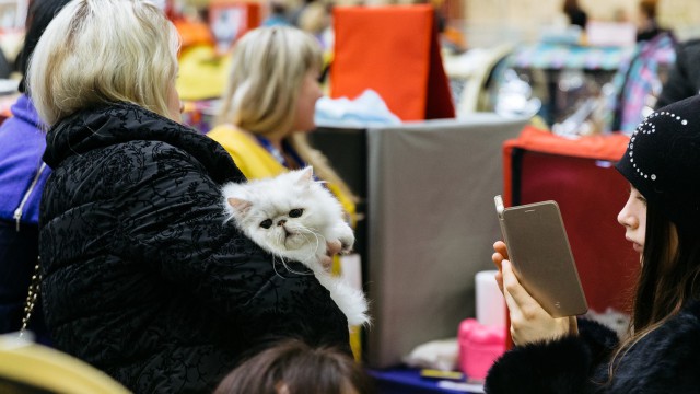 В Москву съехались коты