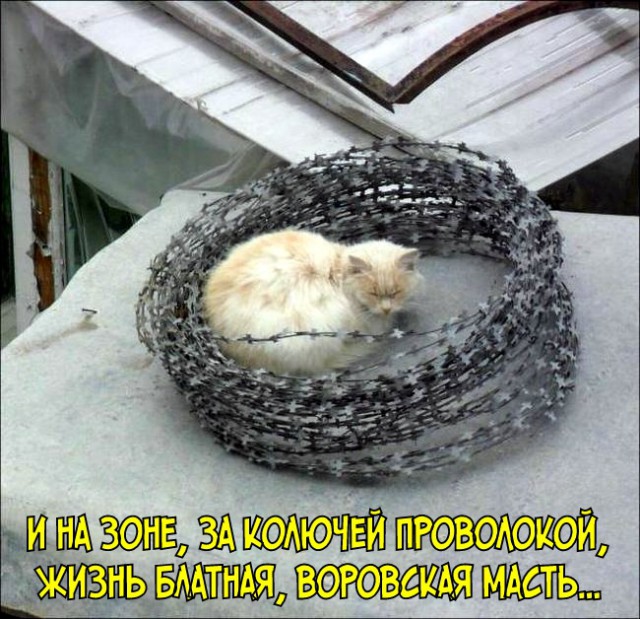 Котовторник 14.03.2017