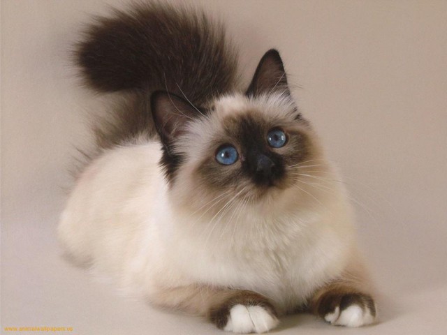 Коты и Кошки