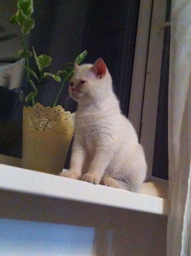 Коты и Кошки