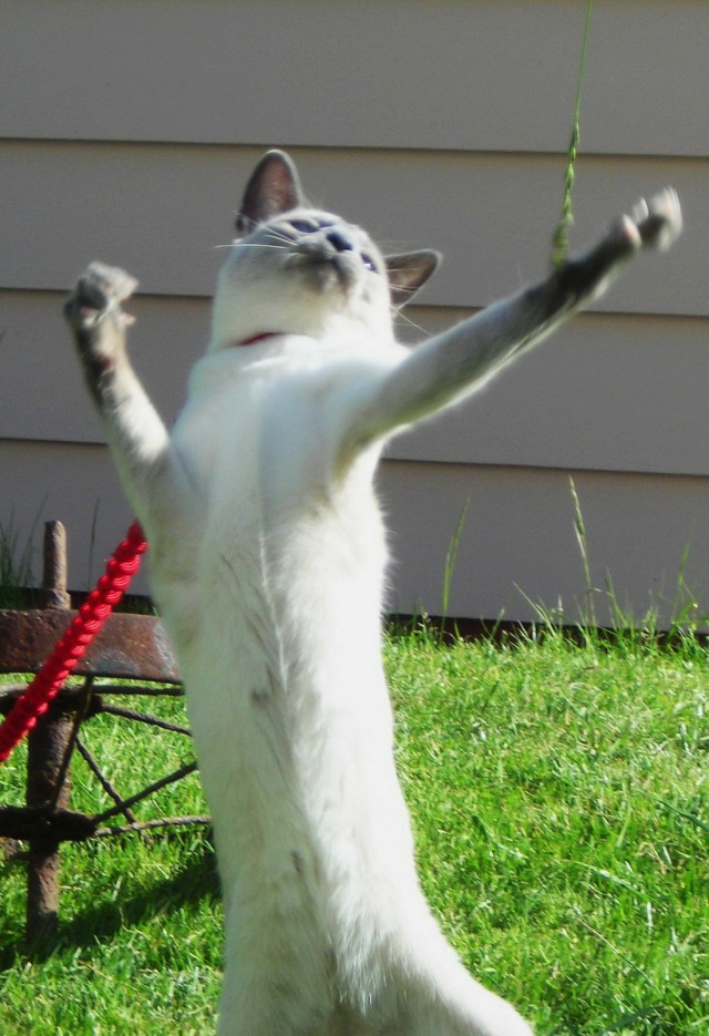 Коты и Кошки