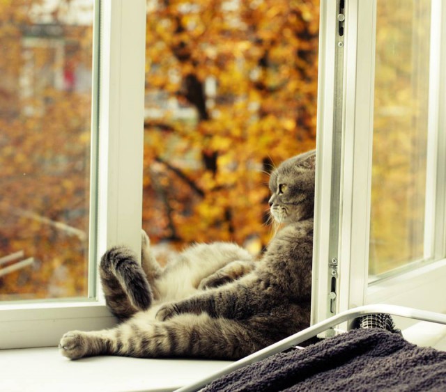 Коты и Кошки