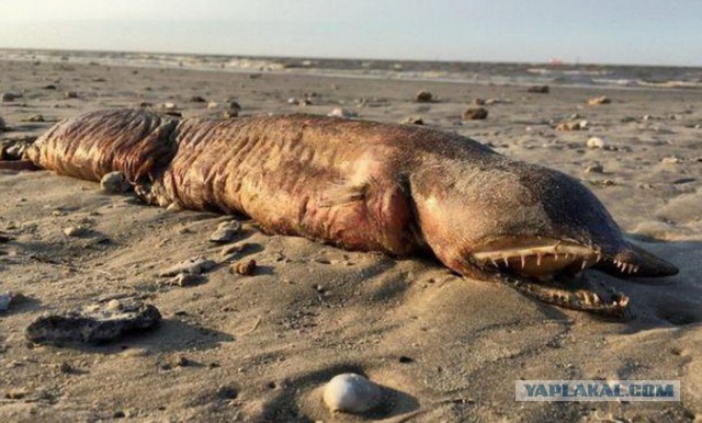 Ураган Харви вынес на пляж в Техасе "морское чудовище"