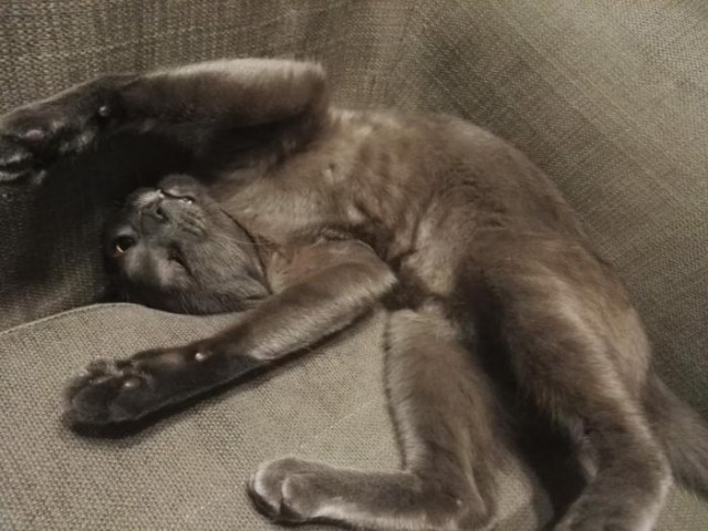 Коты. Отнюдь не ми-ми-ми.