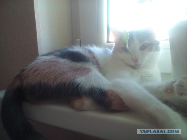 Котовторник  05.12.2017