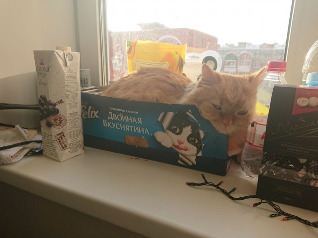 Котовторник 02.01.2018