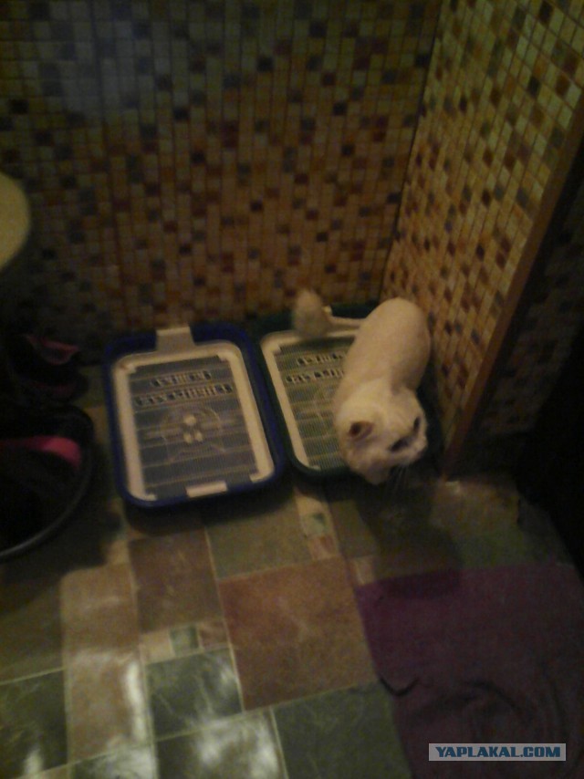 В Красноярске во дворе школы стая собак напала на 9-летнюю девочку