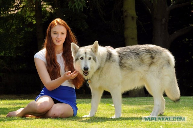 Волкособы — это 60 килограммов обаяния