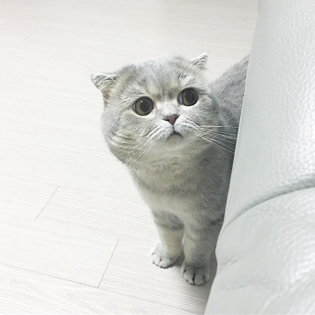 Прикольных котов пост