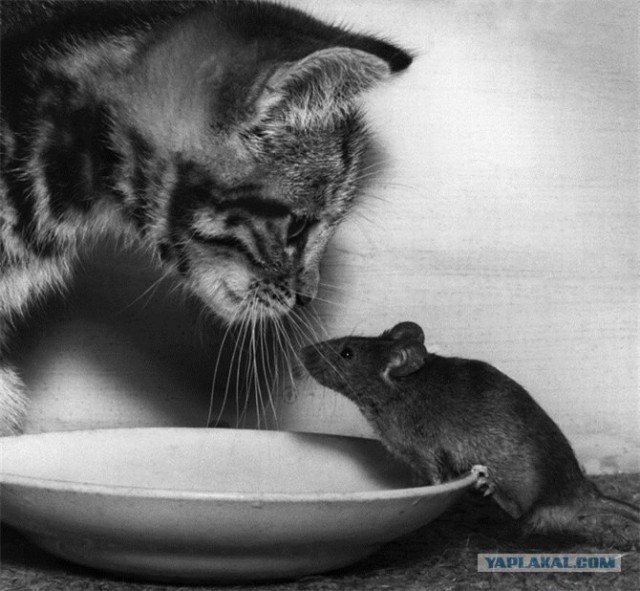 Начинаем котовторник!