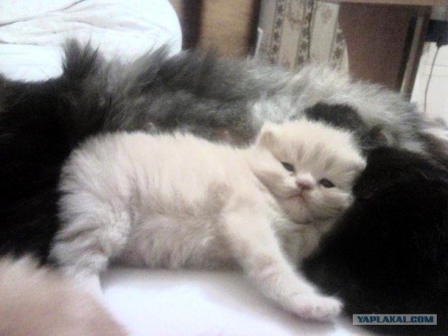 Котовторник объявляется открытым!
