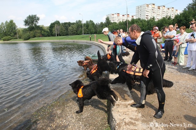 Четвероногие спасатели