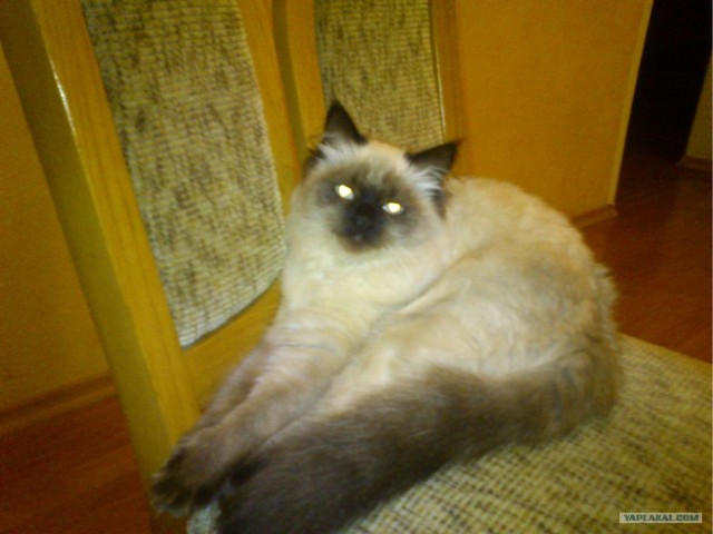Котовторник! 11.10.11