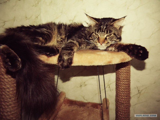 Котовторник  от 3.04.2012