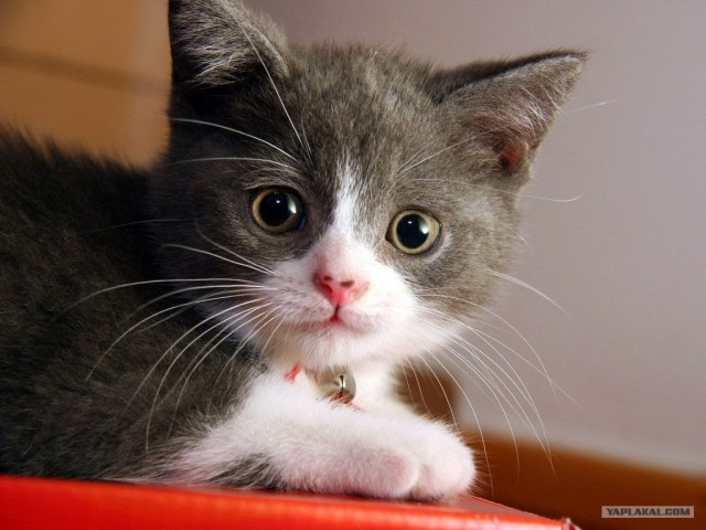 Котовторник 31.07.2012 г.