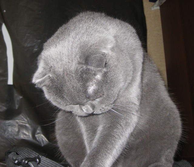 Котовторник  28.08.12