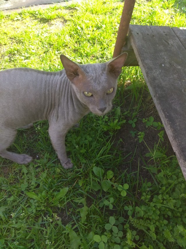 Скотосети