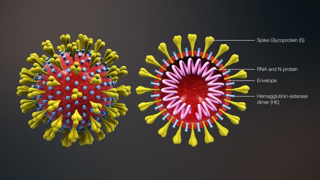 Опасен ли новый коронавирус? Очень опасен
