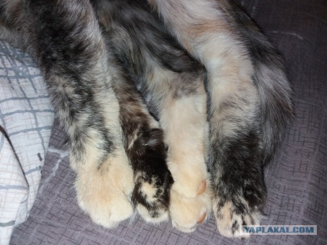 Котовторник 14.07.2020