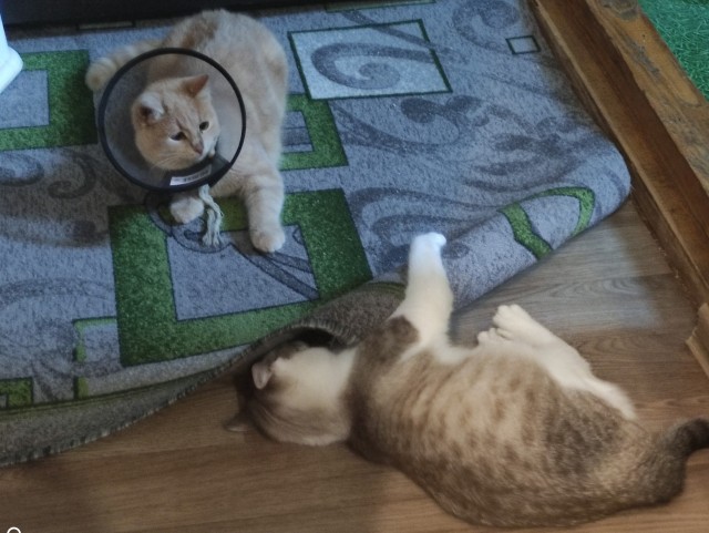 Котовторник. Добавляйте своих