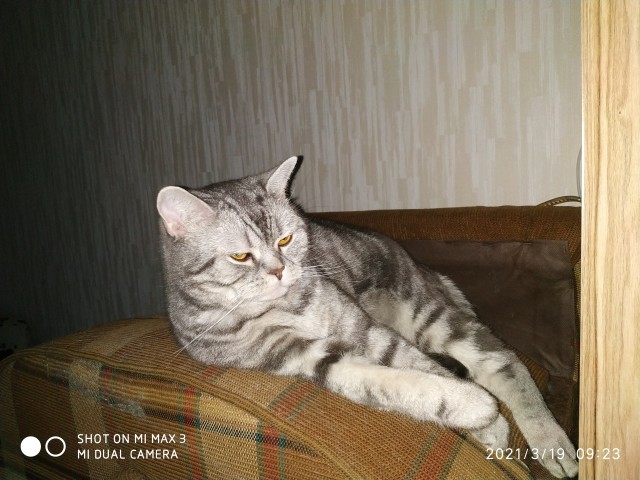 Котовторник!