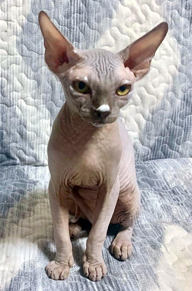 Котэ Веник в котовторник