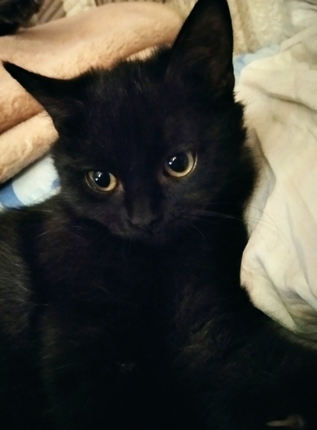 Котовторник - по расписанию!