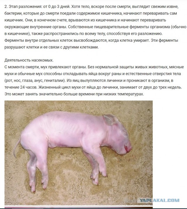 Фейковое видео с Бучи
