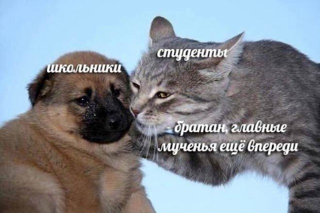 Картинки и мемы, всем хороших выходных