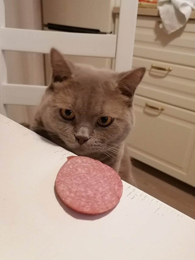 Котовторник ведь начался!