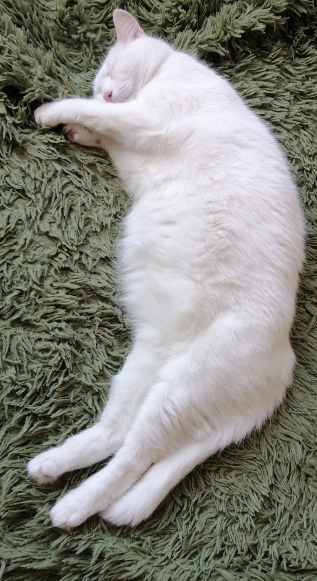 Нам годик в котовторник