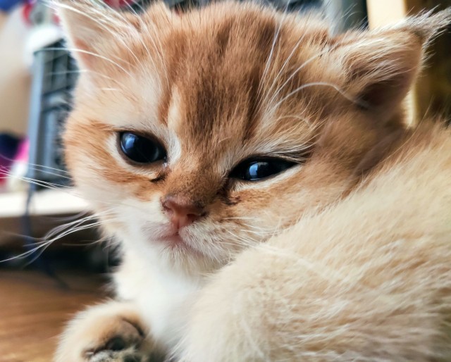 Котовторник 1.11.22