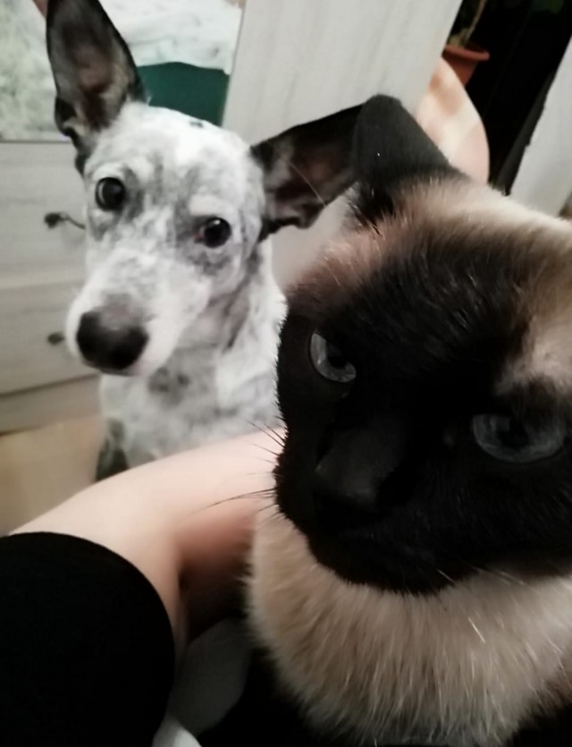 Душевная кототравма