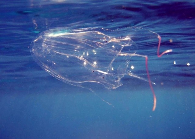 Невидимый убийца океана