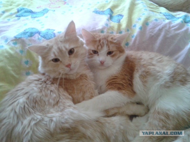 В автомобильном туннеле Мельбурна спасли котенка