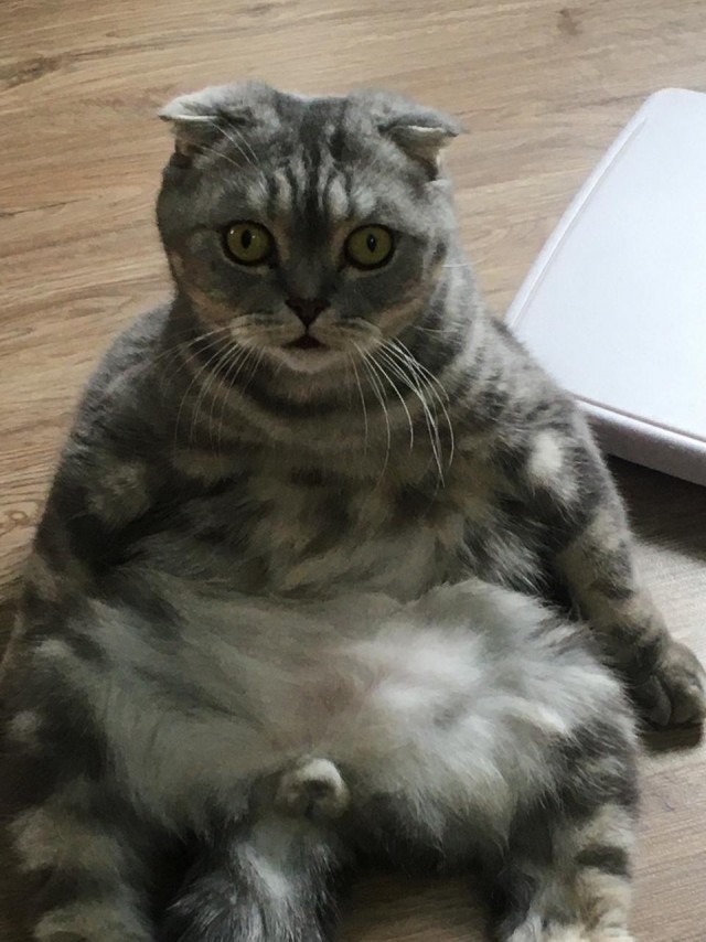 Мой котяра